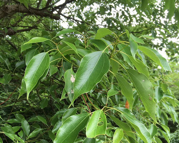 和精油 wacca(わっか) エッセンシャルオイル ホウショウ(芳樟)