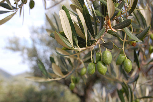 オリーブの実